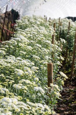 White Chrysanthemum Morifolium flowers farms