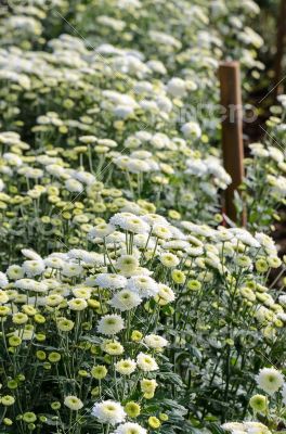 White Chrysanthemum Morifolium flowers farms