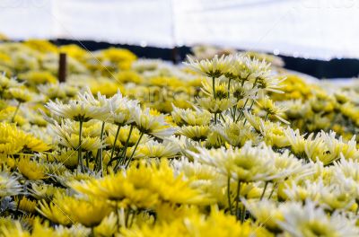 Chrysanthemum Morifolium flowers farm