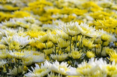 Chrysanthemum Morifolium flowers garden