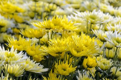 Chrysanthemum Morifolium flowers garden