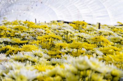 Chrysanthemum Morifolium flowers farm