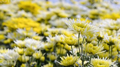 Chrysanthemum Morifolium flowers garden Chrysanthemum Morifolium flowers garden