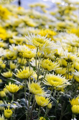 Chrysanthemum Morifolium flowers garden