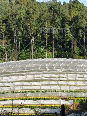 Flower farm on mountain Flower farm on mountain