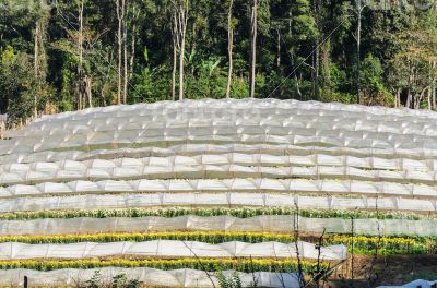 Flower farm on mountain Flower farm on mountain