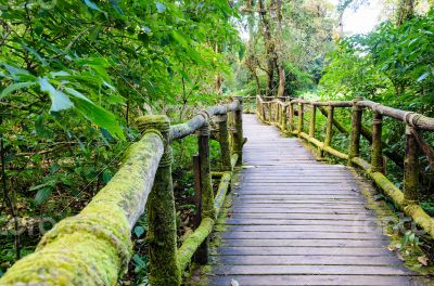 Pathway in the forest made of wood