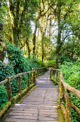 Pathway in the forest made of wood