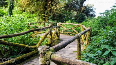 Pathway in the forest made of wood