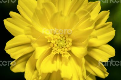 Yellow Cosmos flower