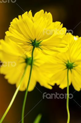 Yellow Cosmos flower