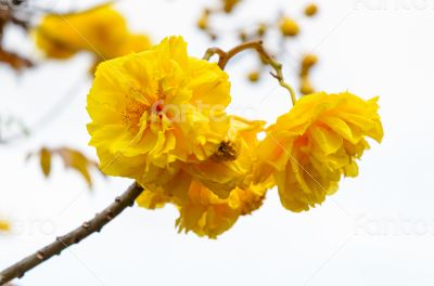 Yellow flowers of Cochlospermum Regium on white background Yellow flowers of Cochlospermum Regium on white background