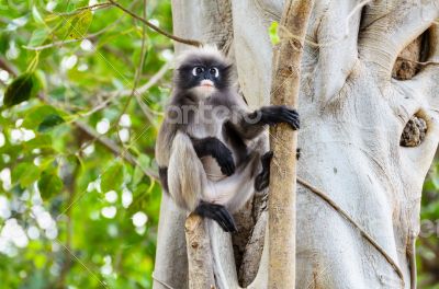 Dusky leaf monkey or Trachypithecus obscurus on tree