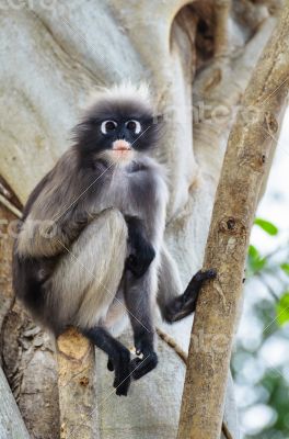 Dusky leaf monkey or Trachypithecus obscurus on tree