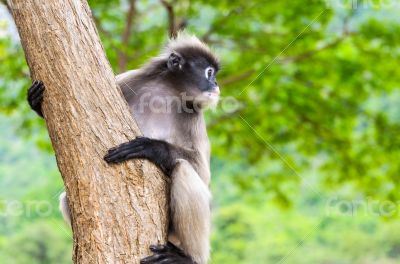 Dusky leaf monkey or Trachypithecus obscurus on tree