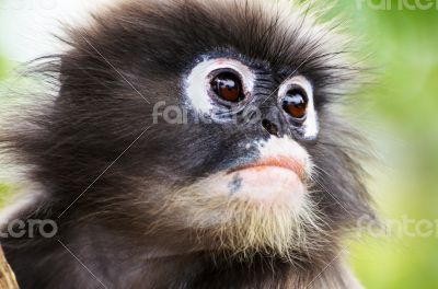 Close up face of Dusky leaf monkey