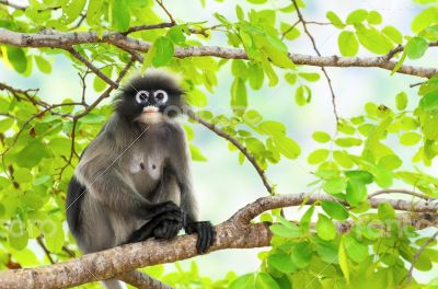 Dusky leaf monkey or Trachypithecus obscurus on tree