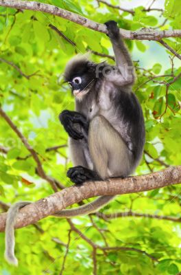 Dusky leaf monkey or Trachypithecus obscurus on tree