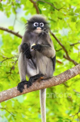 Dusky leaf monkey or Trachypithecus obscurus on tree