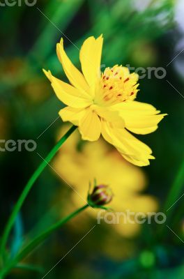 Beautiful yellow Cosmos flower