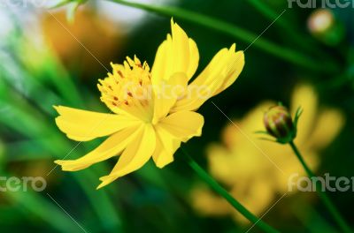 Beautiful yellow Cosmos flower