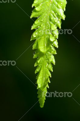 Rain drops on fern leaf