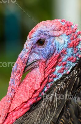Closeup head of male wild turkey