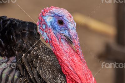 Closeup head of male wild turkey