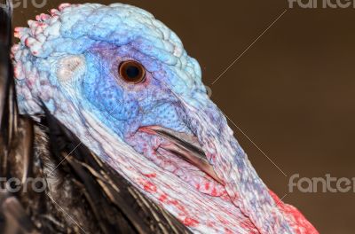 Closeup head of male wild turkey