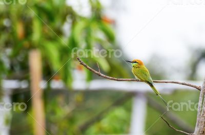 Little Green Bee Eater bird