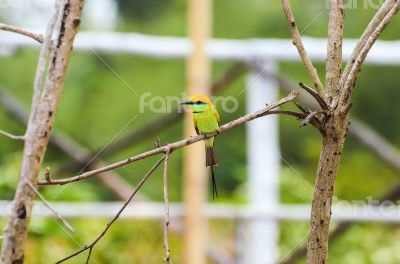 Little Green Bee Eater bird