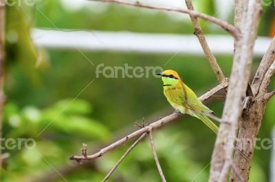 Little Green Bee Eater bird