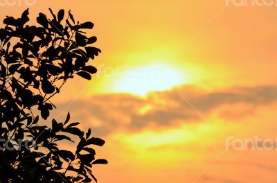 Silhouette tree at sunset