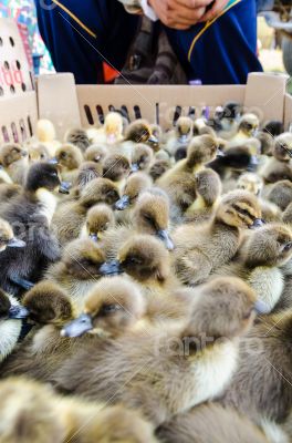 Seller and many ducklings for sale