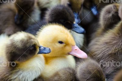 Gosling and ducklings for sale