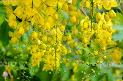 Purging Cassia or Ratchaphruek flowers ( Cassis fistula )