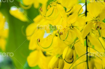 Close up Purging Cassia or Ratchaphruek flowers ( Cassis fistula