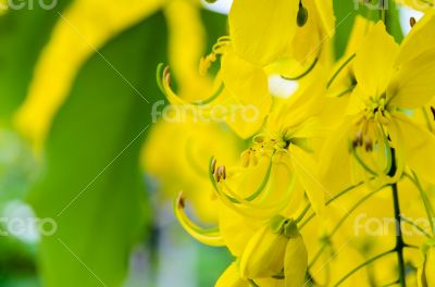 Close up Purging Cassia or Ratchaphruek flowers ( Cassis fistula