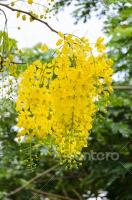 Purging Cassia or Ratchaphruek flowers ( Cassis fistula )