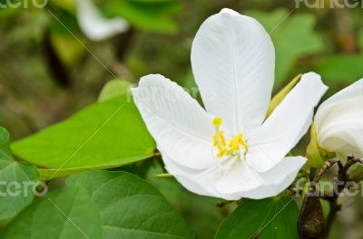 Snowy Orchid flower ( Bauhinia acuminata )