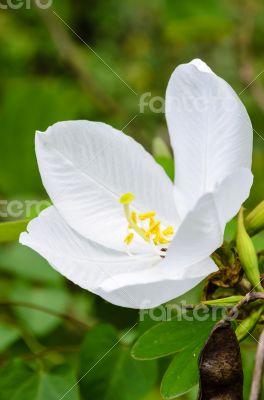 Snowy Orchid flower ( Bauhinia acuminata )