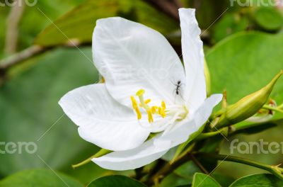 Snowy Orchid flower ( Bauhinia acuminata )