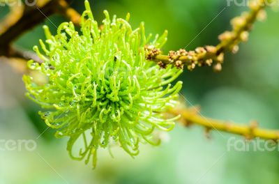Soft fruit of rambutan is pure natural Soft fruit of rambutan is pure natural