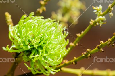 Soft fruit of rambutan is pure natural