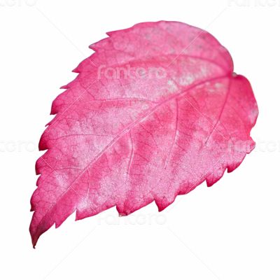 Pink leaf of the Hibiscus isolated on white Pink leaf of the Hibiscus isolated on white