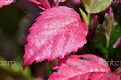 Pink leaf of the Hibiscus