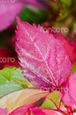 Pink leaf of the Hibiscus