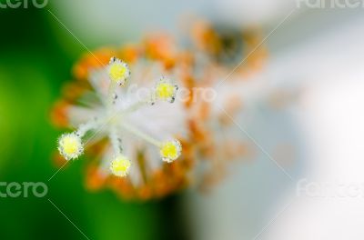 Carpel of the white Hibiscus flowers Carpel of the white Hibiscus flowers