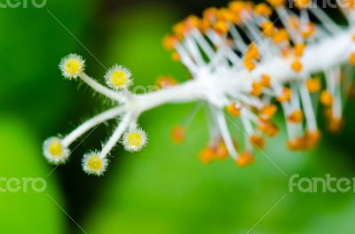 Carpel of the white Hibiscus flowers Carpel of the white Hibiscus flowers