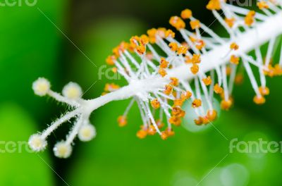 Carpel of the white Hibiscus flowers